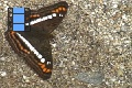 Scene 089_Adelpha alala on ground